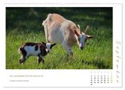 Mutterliebe - Ziegen mit ihren süßen Lämmern (hochwertiger Premium Wandkalender 2024 DIN A2 quer), Kunstdruck in Hochglanz - Abbildung 10