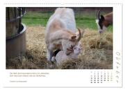 Mutterliebe - Ziegen mit ihren süßen Lämmern (hochwertiger Premium Wandkalender 2024 DIN A2 quer), Kunstdruck in Hochglanz - Abbildung 11