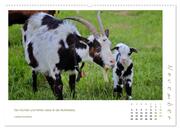 Mutterliebe - Ziegen mit ihren süßen Lämmern (hochwertiger Premium Wandkalender 2024 DIN A2 quer), Kunstdruck in Hochglanz - Abbildung 12