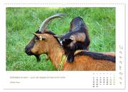 Mutterliebe - Ziegen mit ihren süßen Lämmern (hochwertiger Premium Wandkalender 2024 DIN A2 quer), Kunstdruck in Hochglanz - Abbildung 13