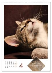 Wilde Tätzchen, sanfte Pfötchen (hochwertiger Premium Wandkalender 2024 DIN A2 hoch), Kunstdruck in Hochglanz - Abbildung 5