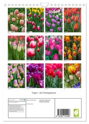 Tulpen - die Frühlingsblume (Wandkalender 2024 DIN A4 hoch), CALVENDO Monatskalender - Abbildung 1