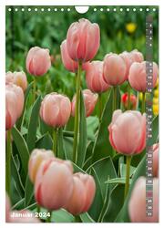 Tulpen - die Frühlingsblume (Wandkalender 2024 DIN A4 hoch), CALVENDO Monatskalender - Abbildung 3