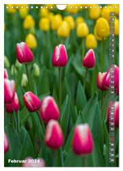 Tulpen - die Frühlingsblume (Wandkalender 2024 DIN A4 hoch), CALVENDO Monatskalender - Abbildung 4