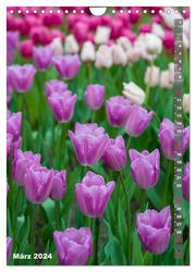 Tulpen - die Frühlingsblume (Wandkalender 2024 DIN A4 hoch), CALVENDO Monatskalender - Abbildung 5