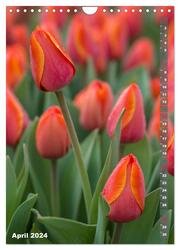 Tulpen - die Frühlingsblume (Wandkalender 2024 DIN A4 hoch), CALVENDO Monatskalender - Abbildung 6