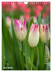 Tulpen - die Frühlingsblume (Wandkalender 2024 DIN A4 hoch), CALVENDO Monatskalender - Abbildung 7