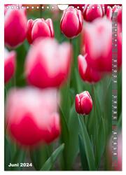 Tulpen - die Frühlingsblume (Wandkalender 2024 DIN A4 hoch), CALVENDO Monatskalender - Abbildung 8
