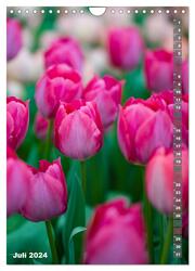 Tulpen - die Frühlingsblume (Wandkalender 2024 DIN A4 hoch), CALVENDO Monatskalender - Abbildung 9