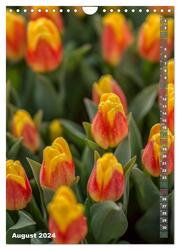 Tulpen - die Frühlingsblume (Wandkalender 2024 DIN A4 hoch), CALVENDO Monatskalender - Abbildung 10