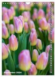 Tulpen - die Frühlingsblume (Wandkalender 2024 DIN A4 hoch), CALVENDO Monatskalender - Abbildung 11