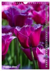 Tulpen - die Frühlingsblume (Wandkalender 2024 DIN A4 hoch), CALVENDO Monatskalender - Abbildung 12