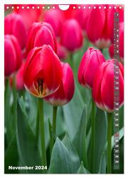 Tulpen - die Frühlingsblume (Wandkalender 2024 DIN A4 hoch), CALVENDO Monatskalender - Abbildung 13