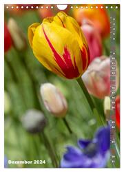 Tulpen - die Frühlingsblume (Wandkalender 2024 DIN A4 hoch), CALVENDO Monatskalender - Abbildung 14
