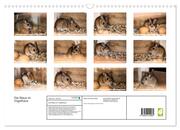 Die Maus im Vogelhaus (Wandkalender 2024 DIN A3 quer), CALVENDO Monatskalender - Abbildung 1