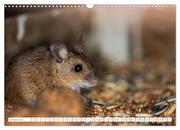 Die Maus im Vogelhaus (Wandkalender 2024 DIN A3 quer), CALVENDO Monatskalender - Abbildung 3