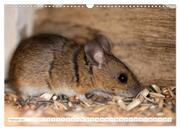 Die Maus im Vogelhaus (Wandkalender 2024 DIN A3 quer), CALVENDO Monatskalender - Abbildung 4