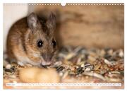 Die Maus im Vogelhaus (Wandkalender 2024 DIN A3 quer), CALVENDO Monatskalender - Abbildung 5