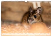 Die Maus im Vogelhaus (Wandkalender 2024 DIN A3 quer), CALVENDO Monatskalender - Abbildung 8