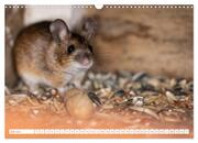 Die Maus im Vogelhaus (Wandkalender 2024 DIN A3 quer), CALVENDO Monatskalender - Abbildung 9