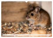 Die Maus im Vogelhaus (Wandkalender 2024 DIN A3 quer), CALVENDO Monatskalender - Abbildung 10