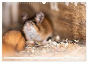 Die Maus im Vogelhaus (Wandkalender 2024 DIN A3 quer), CALVENDO Monatskalender - Abbildung 11