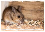 Die Maus im Vogelhaus (Wandkalender 2024 DIN A3 quer), CALVENDO Monatskalender - Abbildung 12