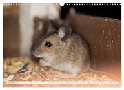 Die Maus im Vogelhaus (Wandkalender 2024 DIN A3 quer), CALVENDO Monatskalender - Abbildung 14