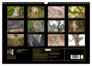 Leoparden in Afrika (Wandkalender 2024 DIN A3 quer), CALVENDO Monatskalender - Abbildung 1