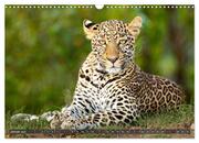 Leoparden in Afrika (Wandkalender 2024 DIN A3 quer), CALVENDO Monatskalender - Abbildung 3
