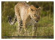 Leoparden in Afrika (Wandkalender 2024 DIN A3 quer), CALVENDO Monatskalender - Abbildung 4