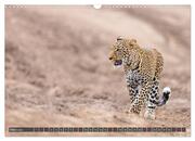 Leoparden in Afrika (Wandkalender 2024 DIN A3 quer), CALVENDO Monatskalender - Abbildung 5