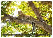 Leoparden in Afrika (Wandkalender 2024 DIN A3 quer), CALVENDO Monatskalender - Abbildung 6