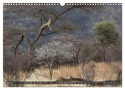Leoparden in Afrika (Wandkalender 2024 DIN A3 quer), CALVENDO Monatskalender - Abbildung 7