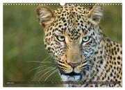 Leoparden in Afrika (Wandkalender 2024 DIN A3 quer), CALVENDO Monatskalender - Abbildung 8