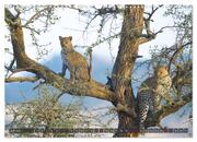 Leoparden in Afrika (Wandkalender 2024 DIN A3 quer), CALVENDO Monatskalender - Abbildung 9