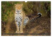 Leoparden in Afrika (Wandkalender 2024 DIN A3 quer), CALVENDO Monatskalender - Abbildung 10