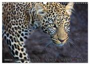 Leoparden in Afrika (Wandkalender 2024 DIN A3 quer), CALVENDO Monatskalender - Abbildung 12