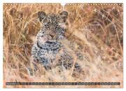 Leoparden in Afrika (Wandkalender 2024 DIN A3 quer), CALVENDO Monatskalender - Abbildung 13