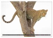 Leoparden in Afrika (Wandkalender 2024 DIN A3 quer), CALVENDO Monatskalender - Abbildung 14