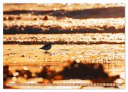 Helgoland - Das Leben auf der Düne Helgolands (Wandkalender 2024 DIN A2 quer), CALVENDO Monatskalender - Abbildung 10
