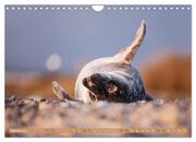 Helgoland - Das Leben auf der Düne Helgolands (Wandkalender 2024 DIN A4 quer), CALVENDO Monatskalender - Abbildung 4