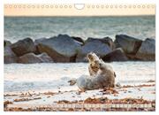 Helgoland - Das Leben auf der Düne Helgolands (Wandkalender 2024 DIN A4 quer), CALVENDO Monatskalender - Abbildung 9