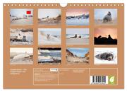 Kegelrobben - Die Kegelrobben von Helgoland (Wandkalender 2024 DIN A4 quer), CALVENDO Monatskalender - Abbildung 1
