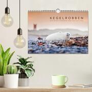 Kegelrobben - Die Kegelrobben von Helgoland (Wandkalender 2024 DIN A4 quer), CALVENDO Monatskalender - Abbildung 2