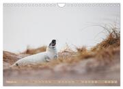 Kegelrobben - Die Kegelrobben von Helgoland (Wandkalender 2024 DIN A4 quer), CALVENDO Monatskalender - Abbildung 4