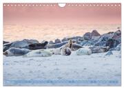 Kegelrobben - Die Kegelrobben von Helgoland (Wandkalender 2024 DIN A4 quer), CALVENDO Monatskalender - Abbildung 5
