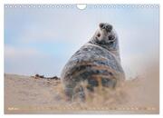 Kegelrobben - Die Kegelrobben von Helgoland (Wandkalender 2024 DIN A4 quer), CALVENDO Monatskalender - Abbildung 6