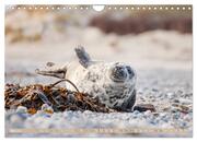 Kegelrobben - Die Kegelrobben von Helgoland (Wandkalender 2024 DIN A4 quer), CALVENDO Monatskalender - Abbildung 7