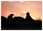 Kegelrobben - Die Kegelrobben von Helgoland (Wandkalender 2024 DIN A4 quer), CALVENDO Monatskalender - Abbildung 10